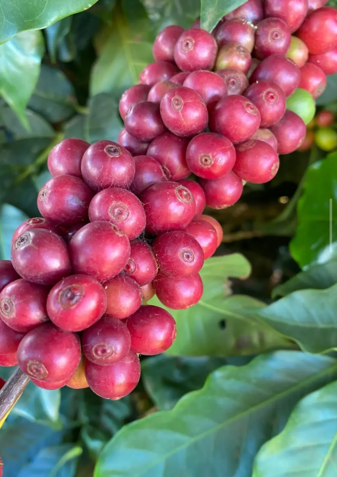 Frutos de café cereja maduros no galho — maturação perfeita
