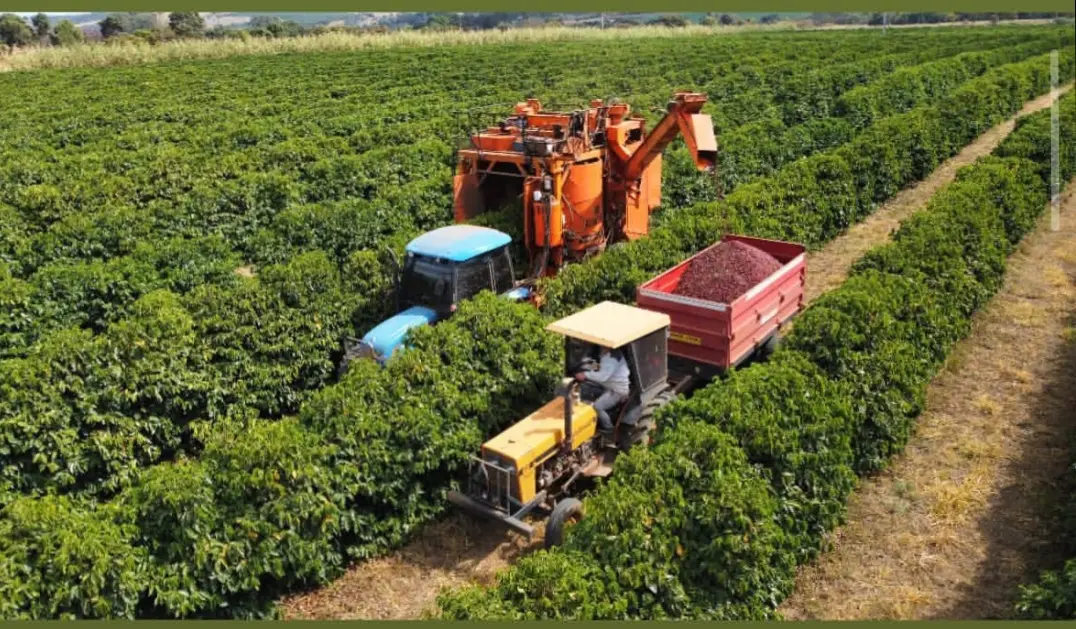 Colheita mecanizada na lavoura de café do Sítio São Jorge